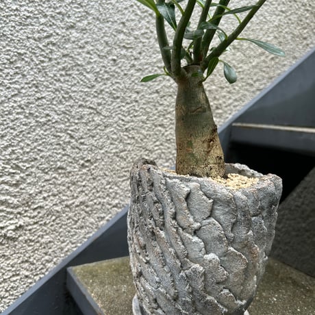 アデニウム
