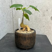 ウンカリーナ　ルーゼリアナ