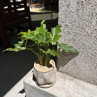 セローム