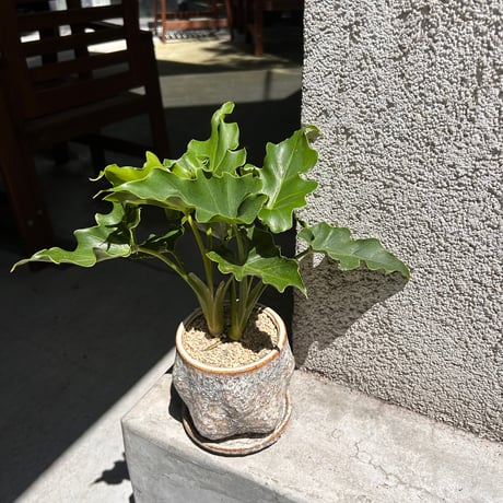 セローム