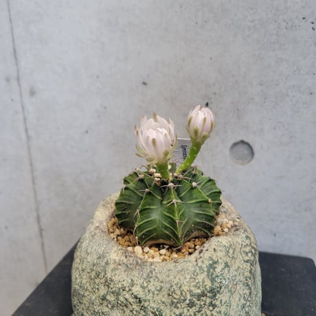 ギムノカリキウム 牡丹玉