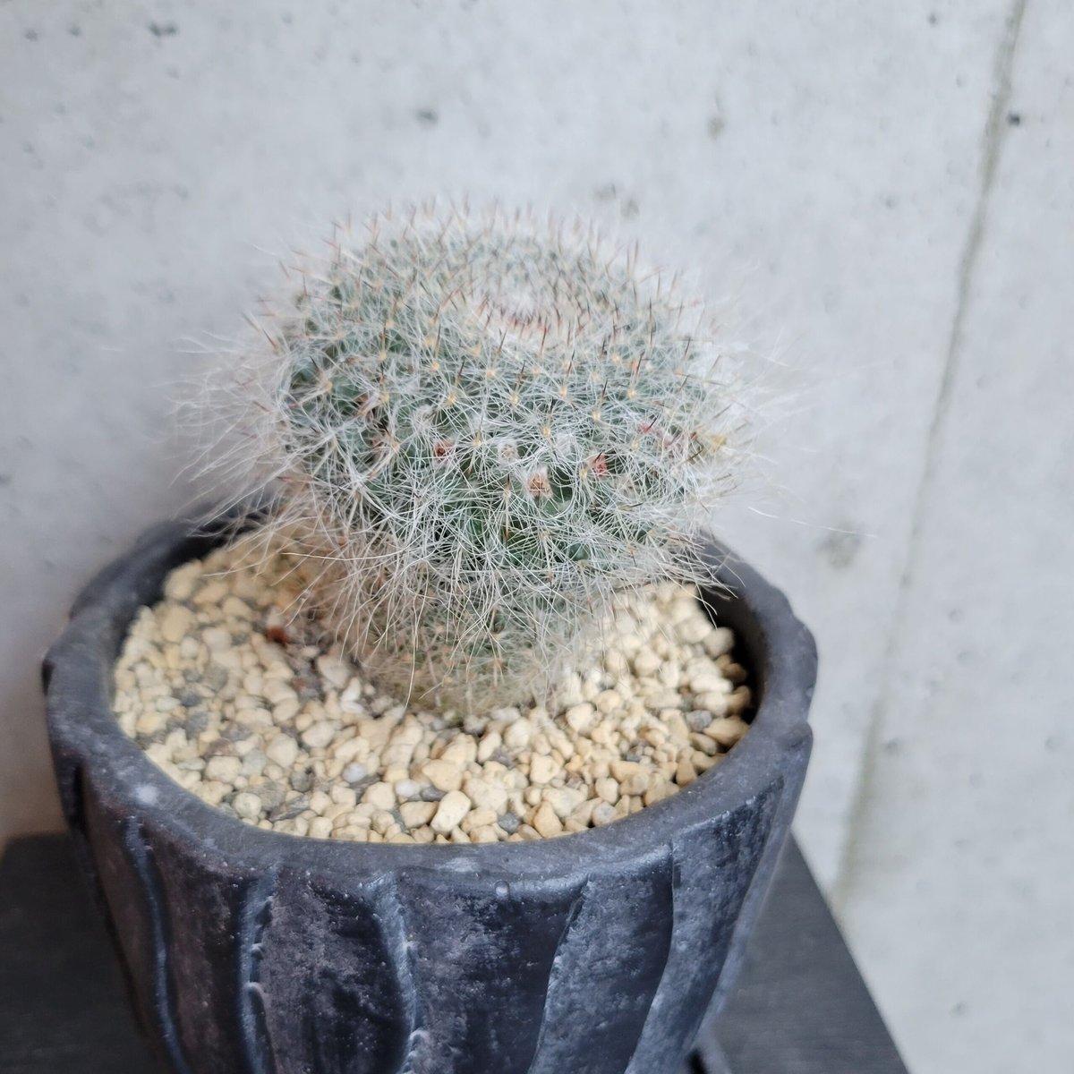 サボテン 玉翁 | on the leaf