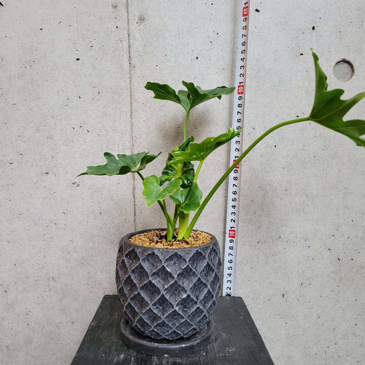 セローム | on the leaf