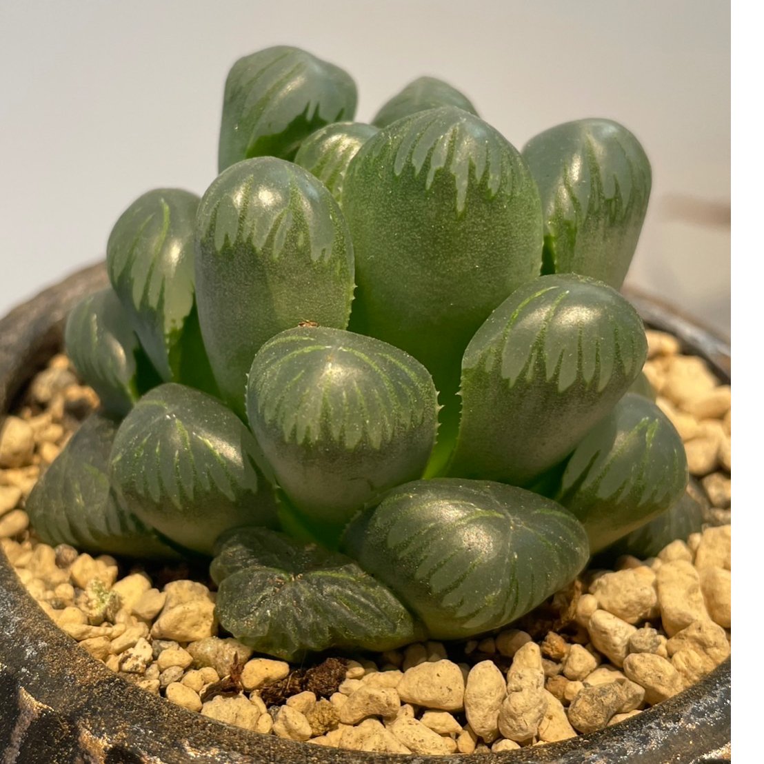 ハオルチア 特選オブツーサ | on the leaf