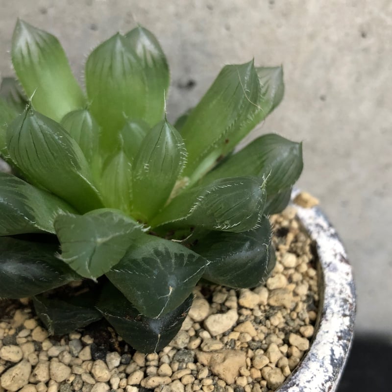 ハオルチア・巨窓赤線オブツーサ | on the leaf