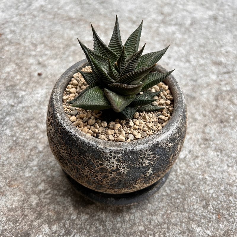 ハオルチア リミフォリア | on the leaf