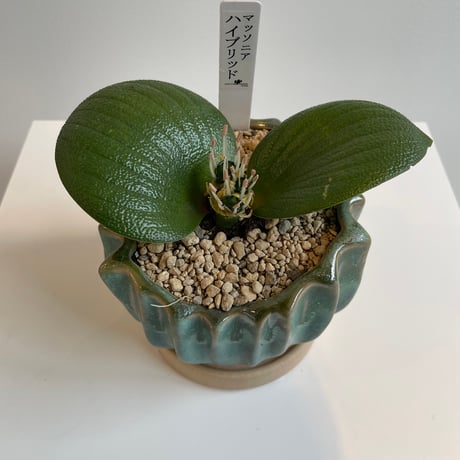 マッソニア | STORES