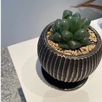 ハオルチア・巨窓赤線オブツーサ | on the leaf