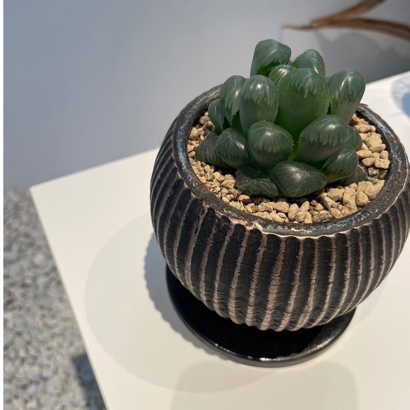 多肉植物　ハオルチア　オブツーサ ハオルチア 特選オブツーサ | on the leaf