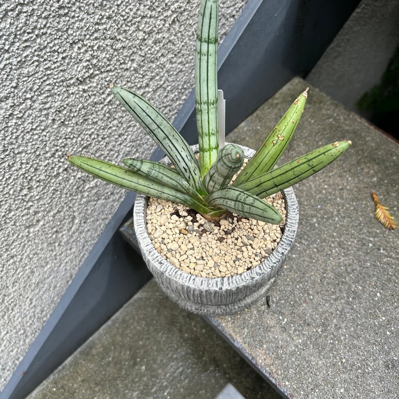 サンスベリア・ボンセレンシス | on the leaf