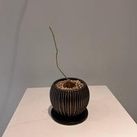 ステファニア