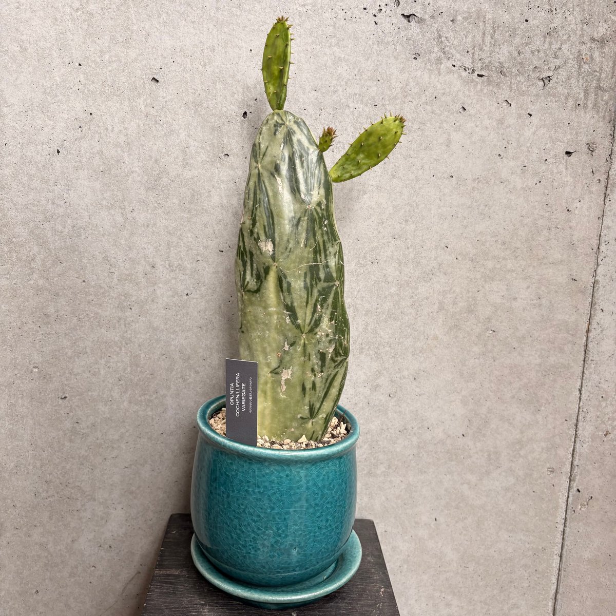 オプンチア コケニリフェラバリエガータ | on the leaf