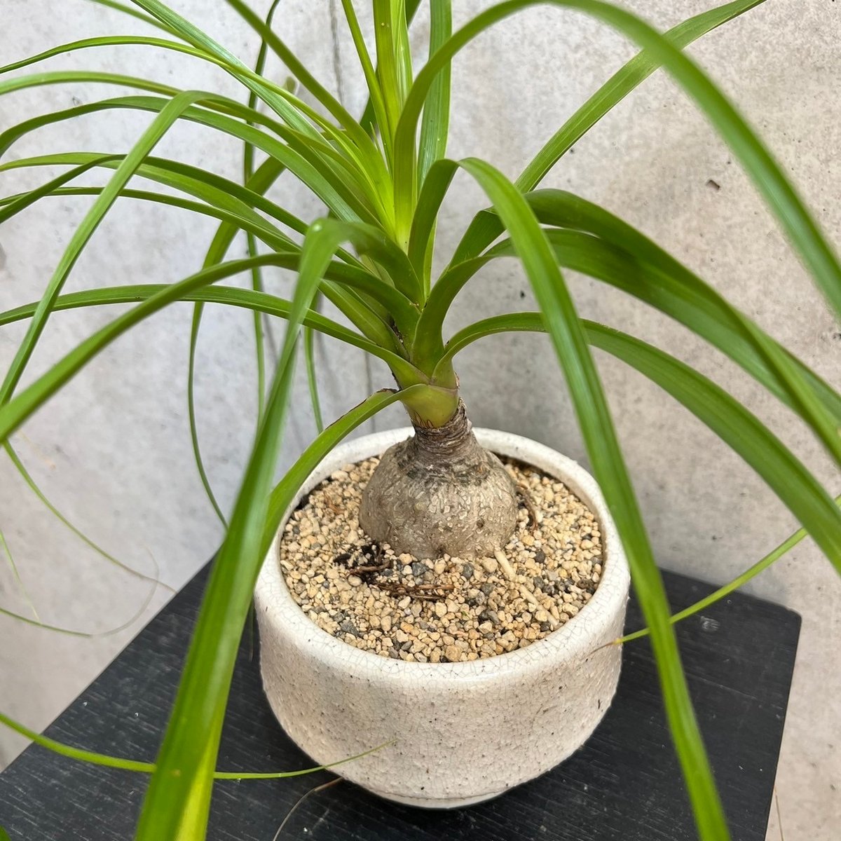 トックリラン | on the leaf