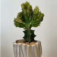 ユーフォルビア　マハラジャ