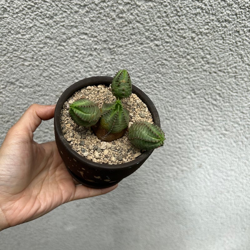 ユーフォルビア オベサブロウ | on the leaf