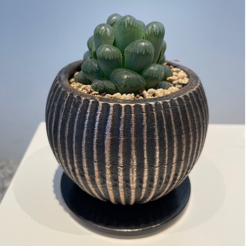 多肉植物　ハオルチア　オブツーサ ハオルチア 特選オブツーサ | on the leaf