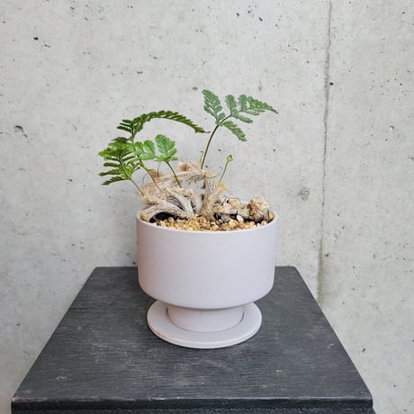 ネコノテシノブ（石化トキワシノブ）