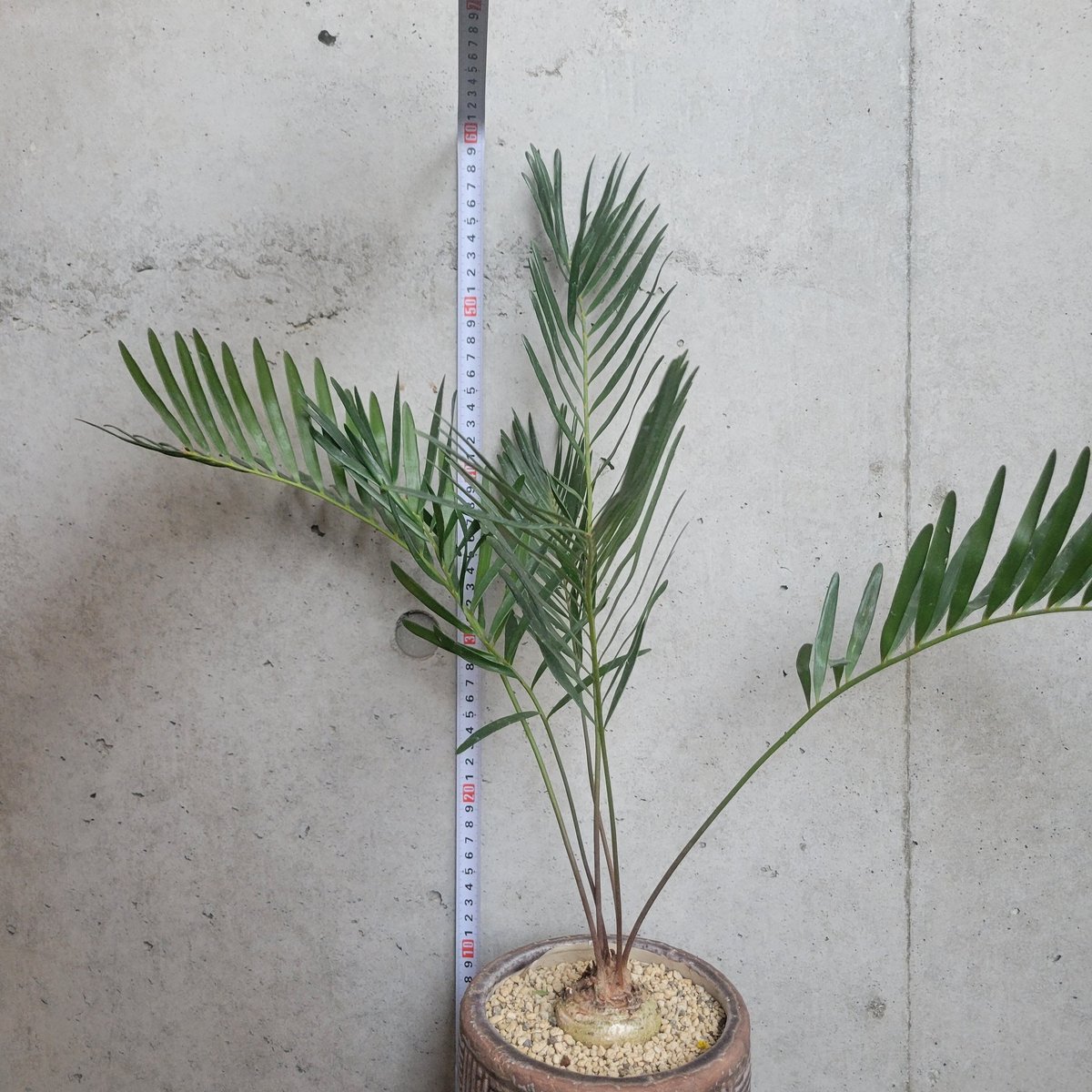 ザミア フロリダーナ ザミア フロリダーナ Zamia floridana