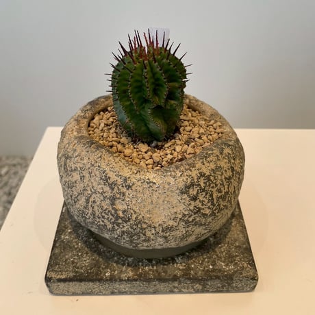 レア多肉植物シリーズ・ポリゴナ•スノーフレーク(現地株実生)inわけけ