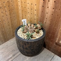 峨眉山