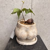 ステルクリア コロラータ | on the leaf
