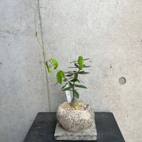 フォッケア　エデュリス