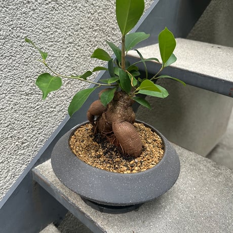 ガジュマル