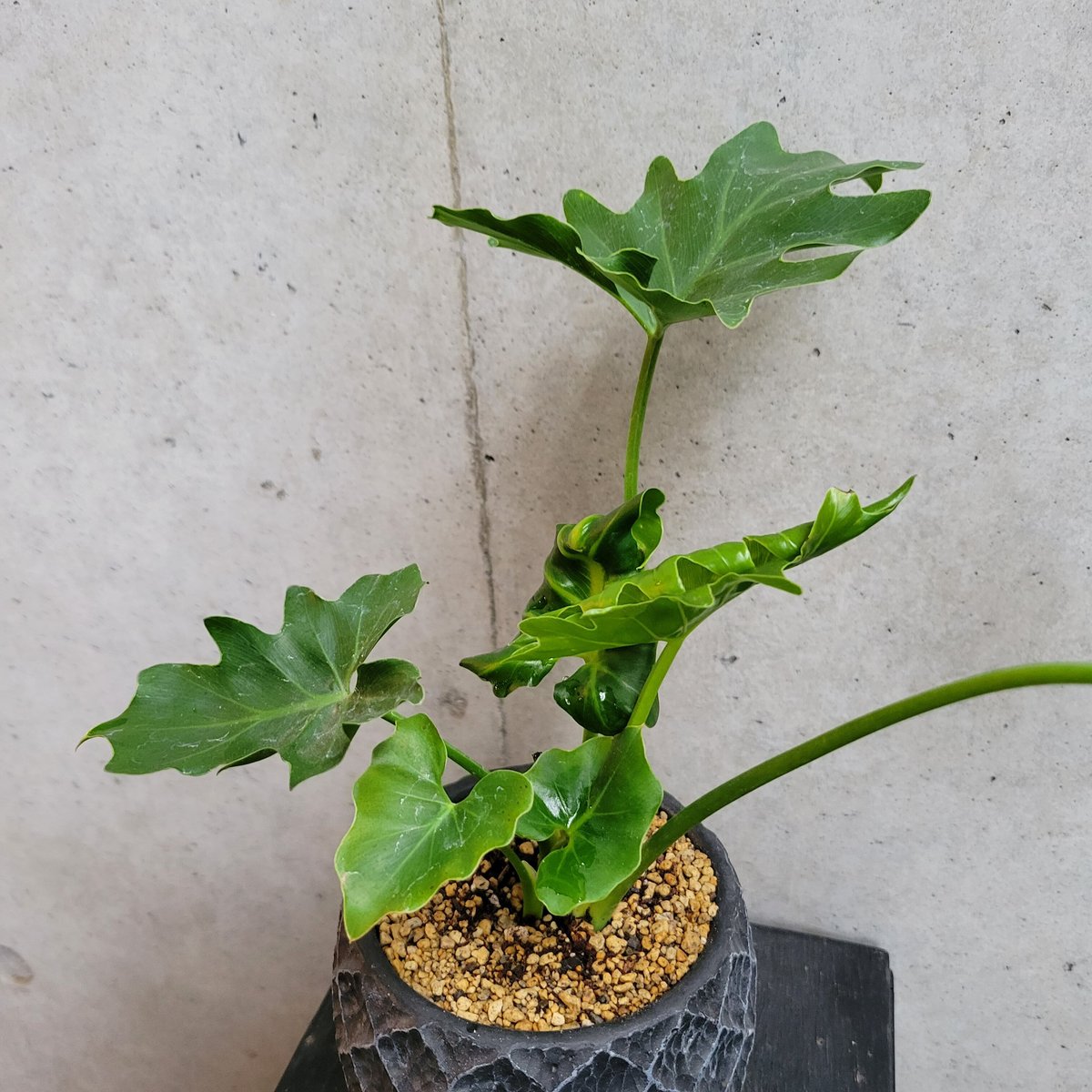 セローム | on the leaf