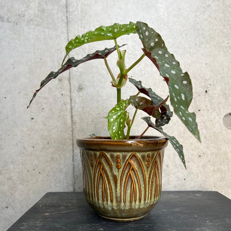 ベゴニア・マクラータ | on the leaf