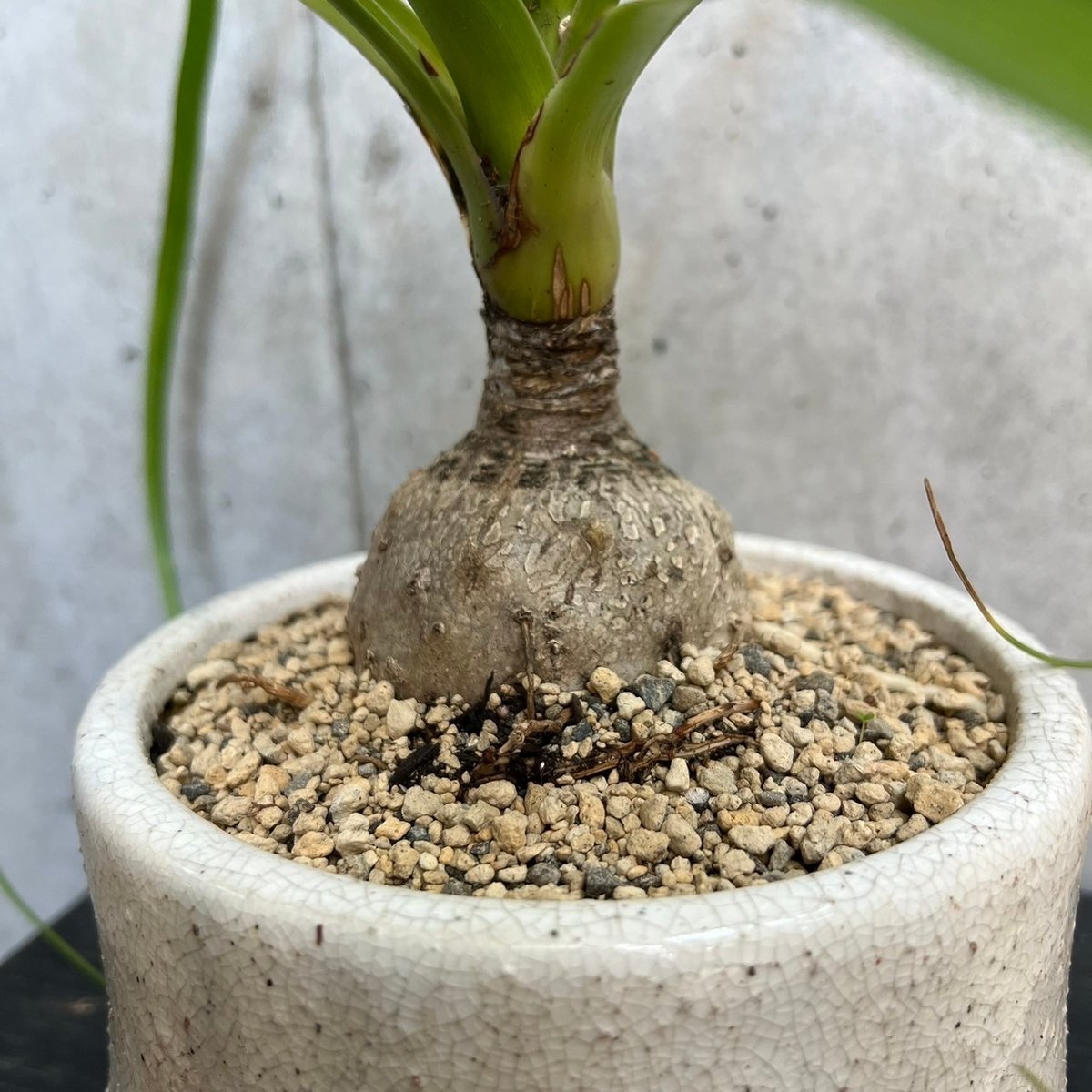 トックリラン | on the leaf