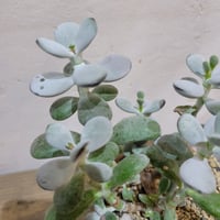 多肉植物　フクダルマ