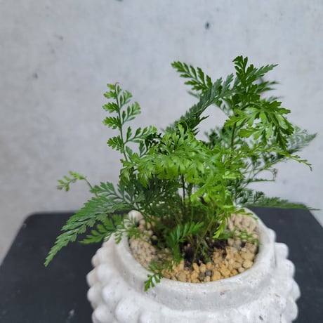 ダバリア