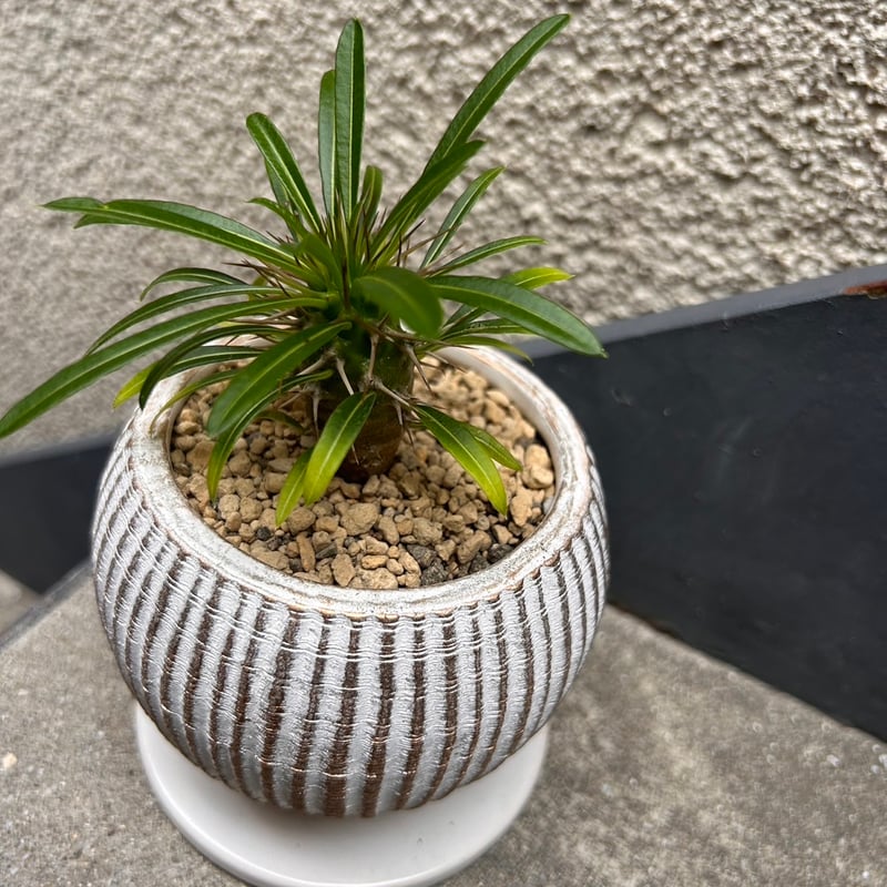 パキポディウム ラメリー | on the leaf