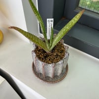 アロエ ヴェルドオルニアエ