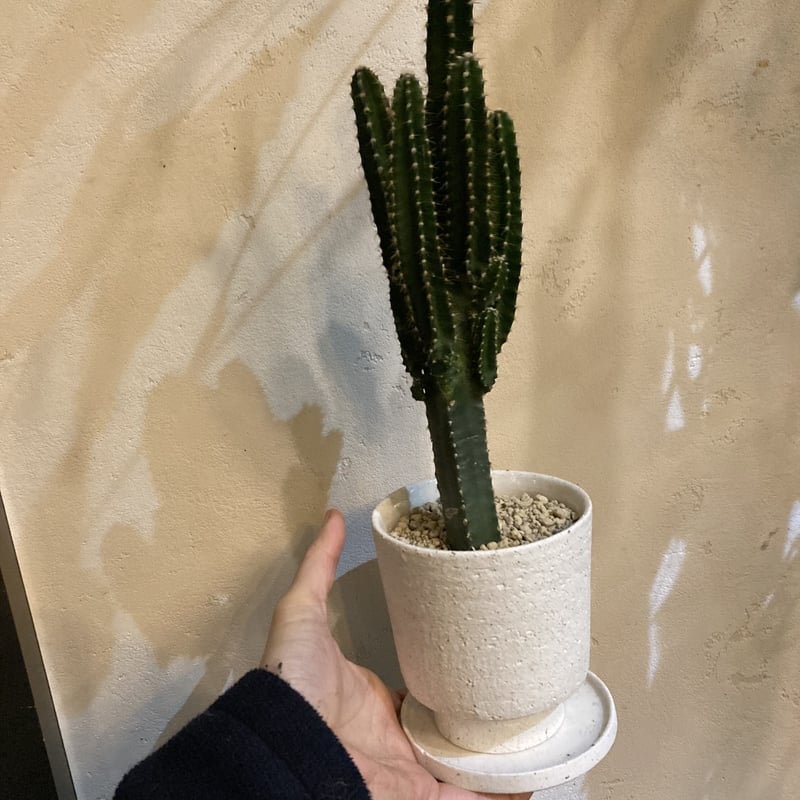 柱サボテン | on the leaf