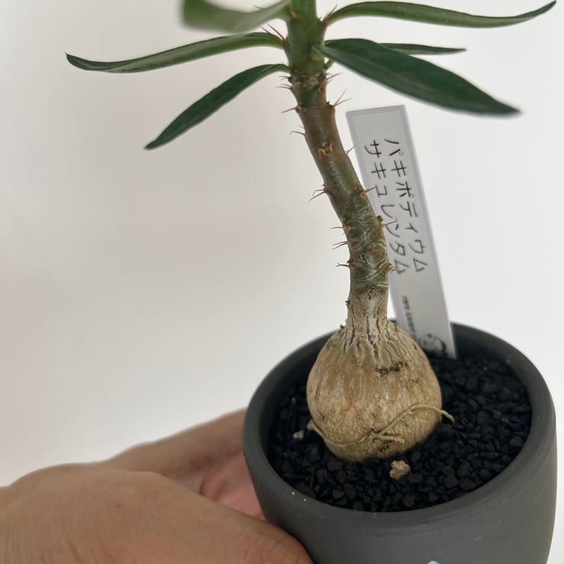 パキポディウム・サキュレンタム | on the leaf