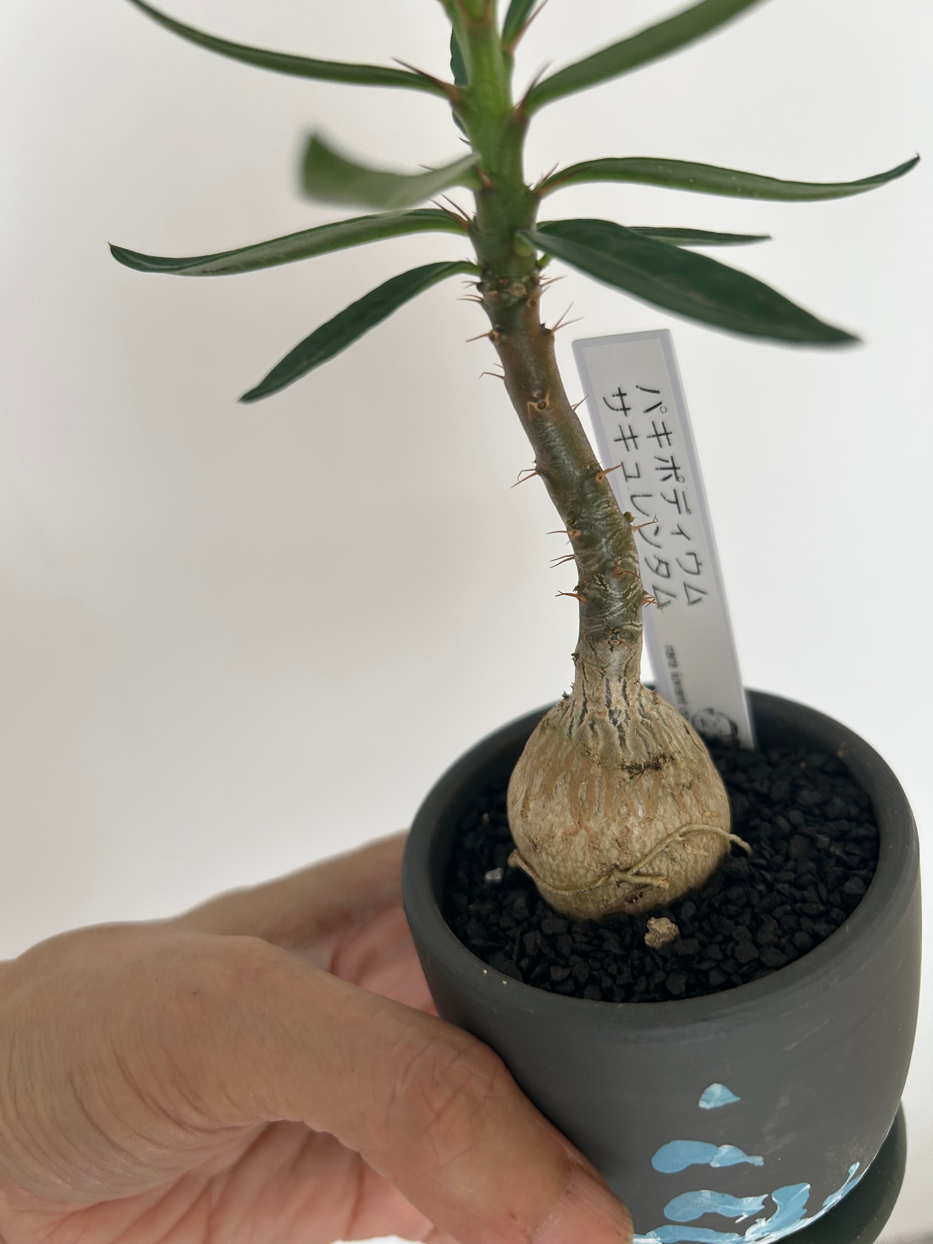 現品１点物！超美形パキポディウム・サキュレンタム(小葉タイプ)５号鉢 パキポディウム・サキュレンタム | on the leaf