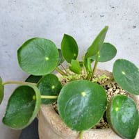 ペペロミオイデス