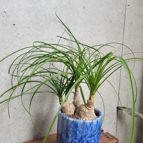 トックリラン