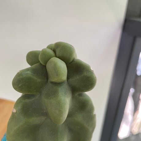 ロホセレウス