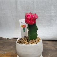 緋牡丹錦　ピンク