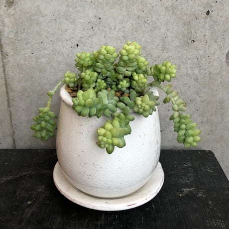 多肉植物　新タマツヅリ