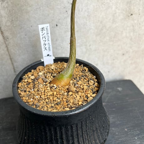 ボンバックス