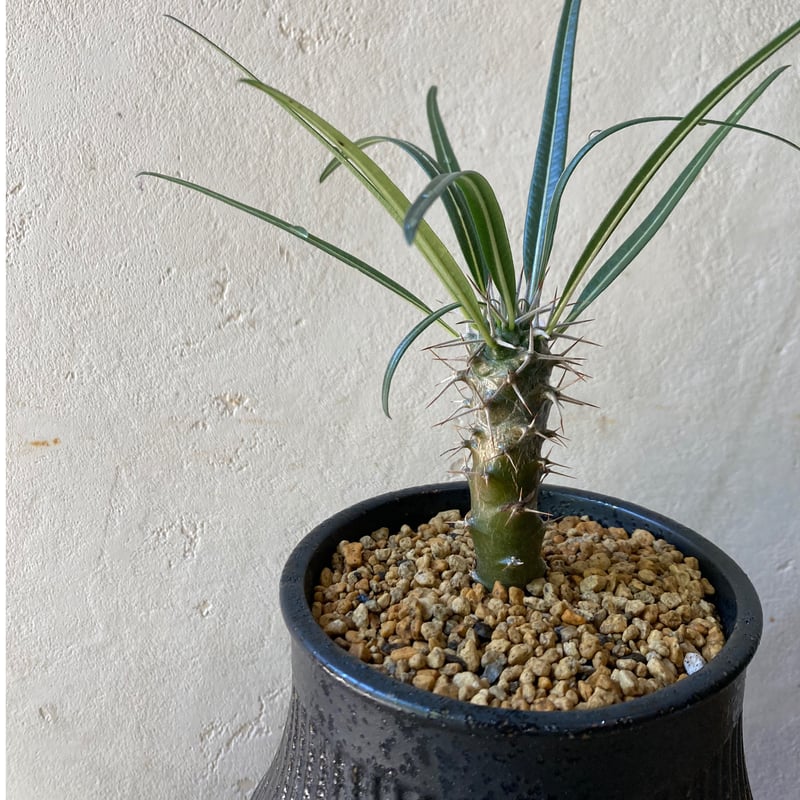 【現品】パキポディウム・ゲアイー　多頭　6号　黒鉢（3） 多肉植物：パキポディウム ゲアイー 亜阿相界*現品選べます : 遊恵盆栽
