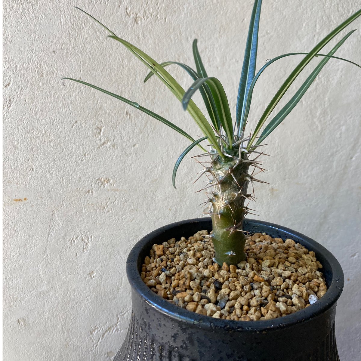 パキポディウム ゲアイー | on the leaf