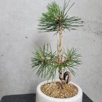 クロマツ 曲がり