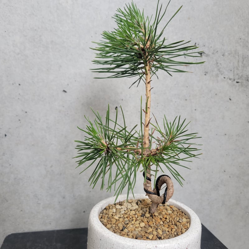 黒松（クロマツ）盆栽 S013 【公式通販】