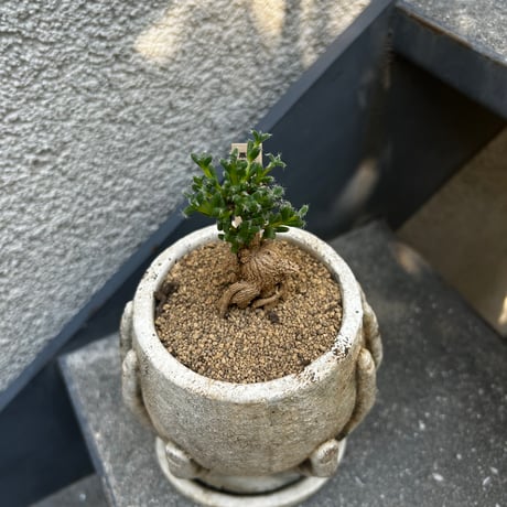 姫紅小松