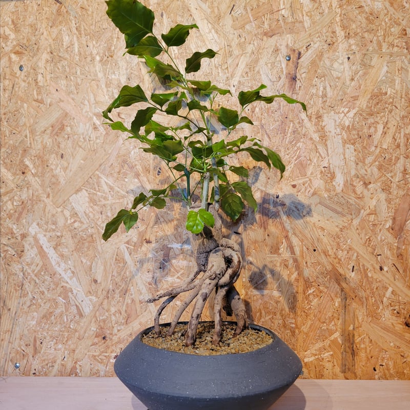 ヘテロパナックス | on the leaf