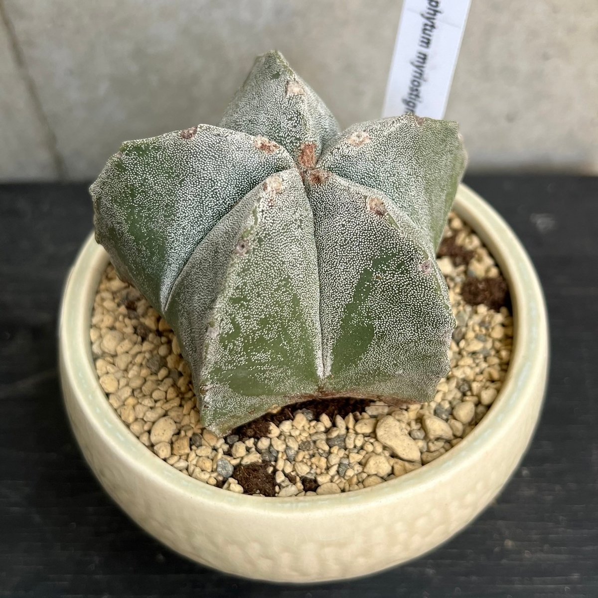 鸞鳳玉（ランポウギョク） | on the leaf